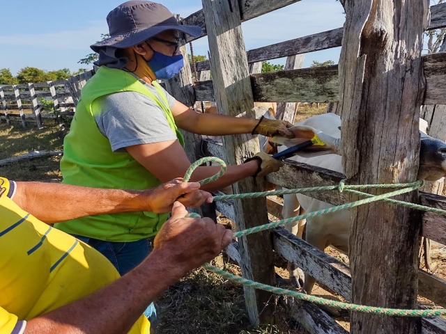 El ICA continúa con la identificación de bovinos y bufalinos para garantizar el control de la sanidad animal en zona de frontera