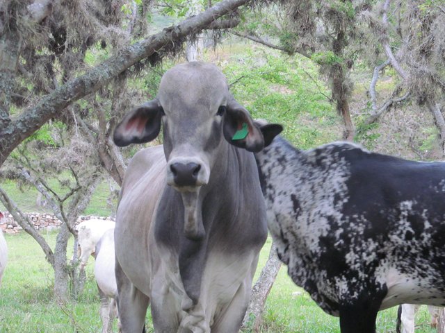 El ICA recertifica predios libres de brucelosis bovina