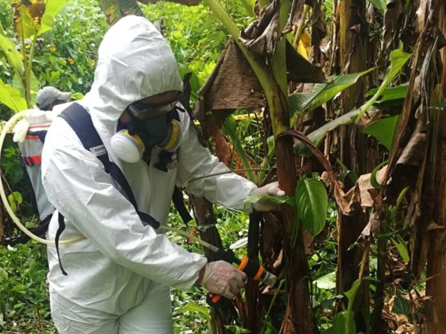 Recorridos por predios de plátano en Norte de Santander.