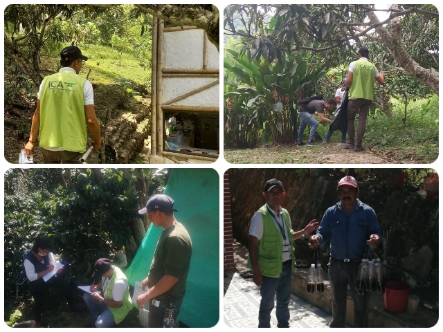 El ICA trabaja con productores para prevenir la mosca de la fruta en Cundinamarca