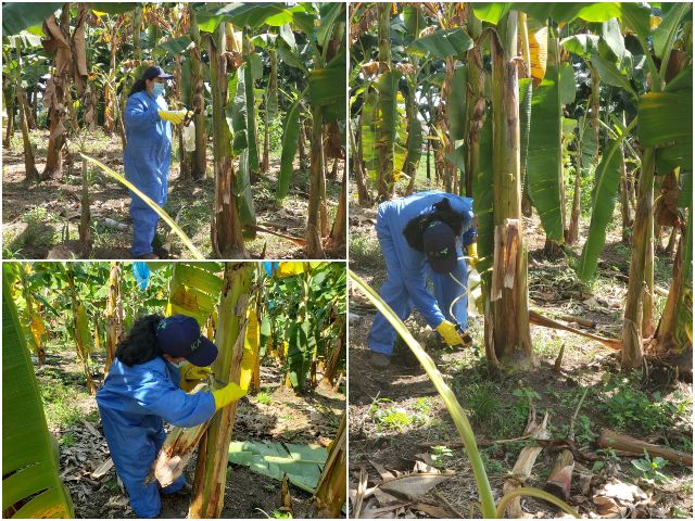 Visitas de inspección a cultivos de plátano en el Caldas.