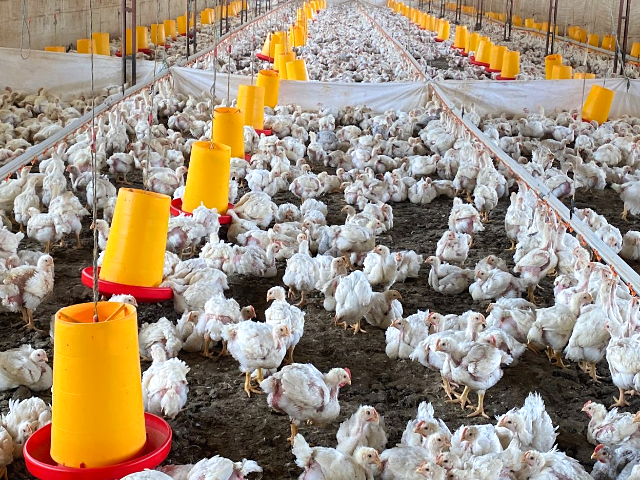  Entrenamiento en granjas de aves de corral.