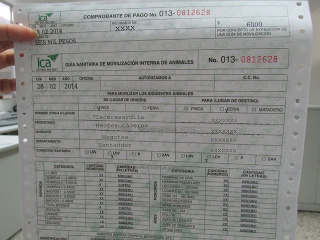 El ICA alerta sobre robo de guías de movilización de animales en  Guaduas   