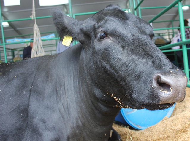 El ICA continúa la vigilancia epidemiológica de la encefalopatía espongiforme bovina en el Atlántico 