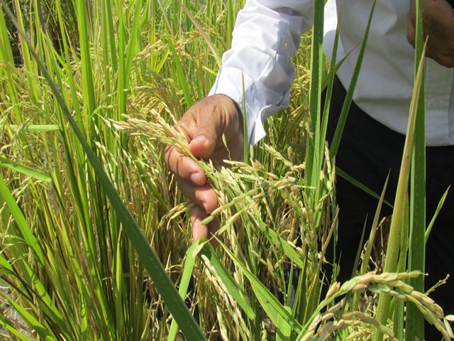 Predios productores de arroz.