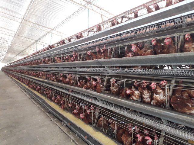 Granajs avícolas bioseguras en Córdoba.