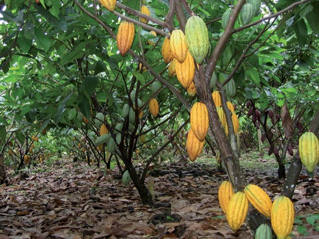 El ICA apoya Plan Nacional de Renovación de Cacao 