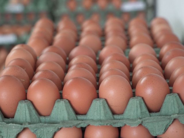 Colombia está lista para exportar huevos frescos hacia Cuba