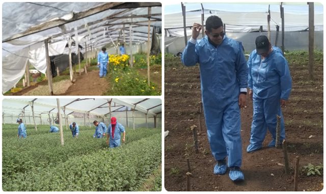 Cultivadores de crisantemo le apuestan a una Boyacá libre de roya blanca 