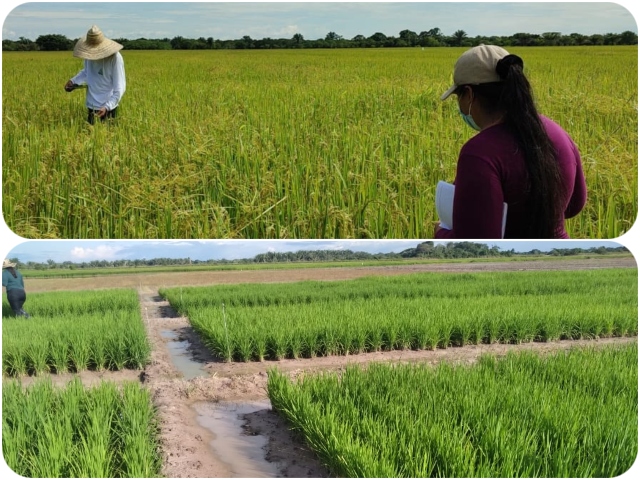 Evaluación agronómica en cultivos de arroz
