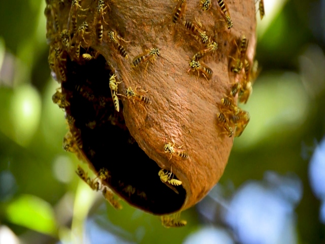  Socialización para proteger a las abejas y otros polinizadores en el Quindío