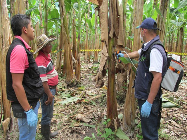 El ICA fortalece la vigilancia fitosanitaria en los cultivos de  plátano en Cundinamarca 