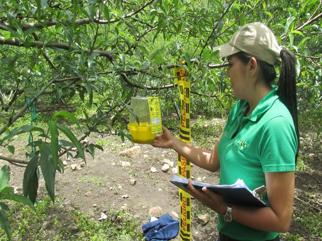 Colombia fue elegida como sede de la 10ª reunión de moscas de la fruta del hemisferio occidental