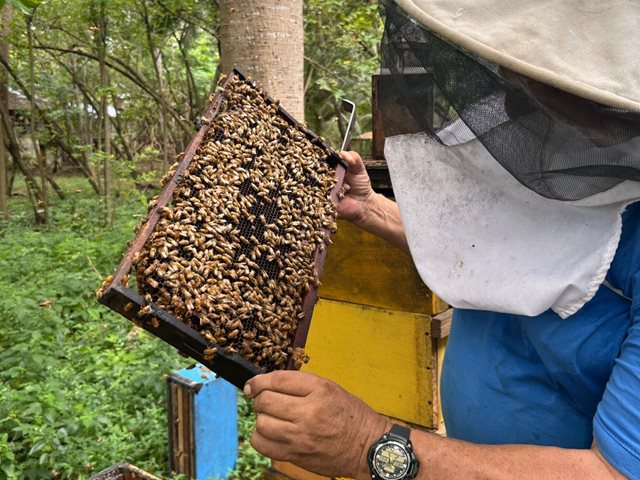 Abejas Reinas en San Andrés: El ICA acompaña al sector apícola en la isla.
