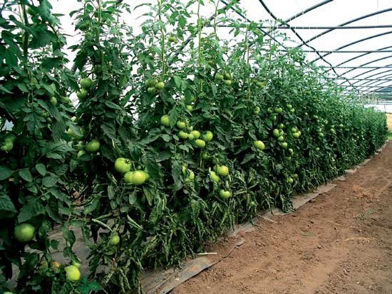 Estudio realizado confirma la importancia de la implementación de las BPA en el cultivo de tomate