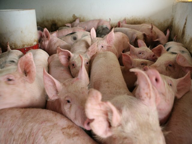Colombia y Ecuador aúnan esfuerzos para erradicar la Peste Porcina Clásica