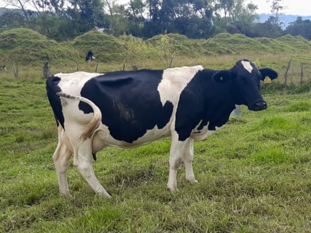 Acciones del ICA para controlar y prevenir la rabia de origen silvestre en el Putumayo