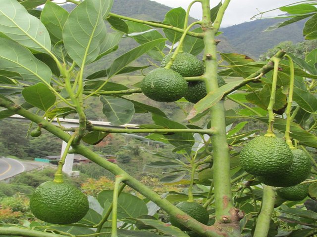 El ICA evalúa prevalencia de plagas cuarentenarias en cultivos de aguacate hass 