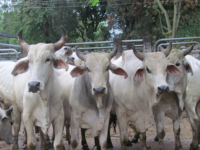 El ICA continúa trabajando para exportar carne bovina hacia Estados Unidos