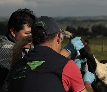 El ICA fortalece procesos de certificación sanitaria en brucelosis y tuberculosis 