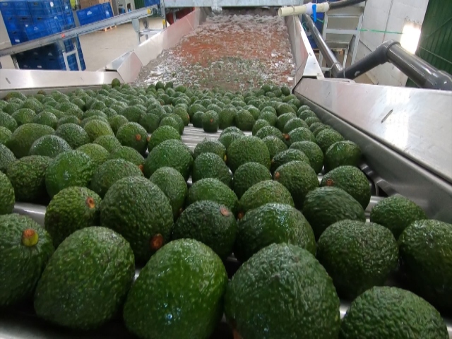  Aguacate Hass, en el Super Bowl