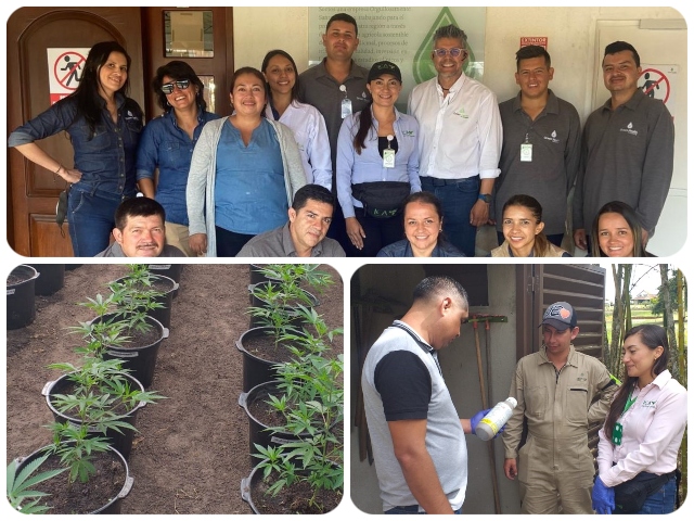 Auditorias en predios productores de Cannabis para certificación en BPA