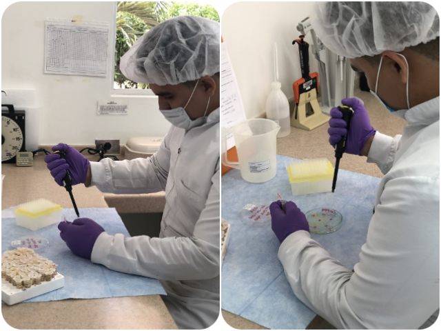 Análisis de muestras para la Anemia Infecciosa Equina