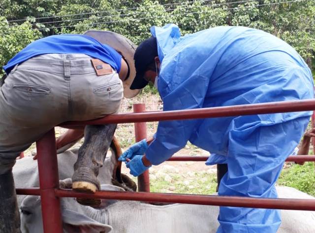 El ICA realiza muestreos epidemiológicos para la detección de brucelosis bovina, en predios de Casanare