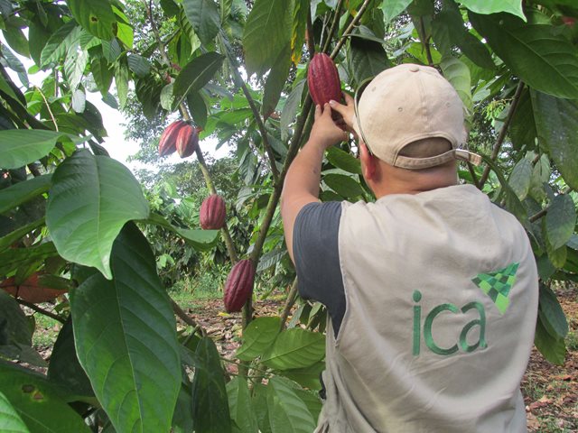 El ICA atendió predios de cacao de la empresa Chocoartesano en Puerto Gaitán, Meta