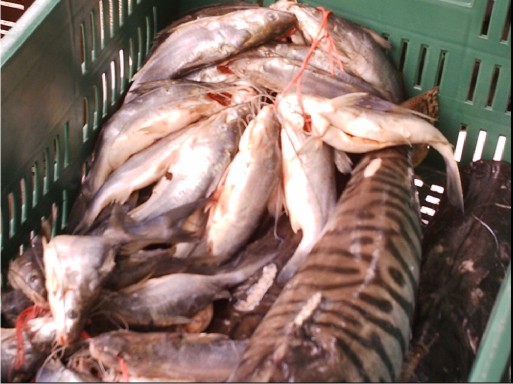 Veda para peces ornamentales, de consumo y bagre pintado o rayado 