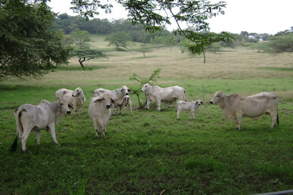 ICA: La vacuna es un medio eficaz para prevenir la rabia bovina 