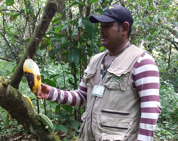 El ICA intensifica actividades de control fitosanitario a cultivos de cacao en el corregimiento de Barranco Minas