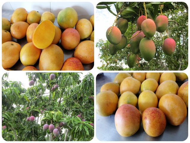 Mango colombiano a un paso de ingresar al mercado de Estados Unidos 