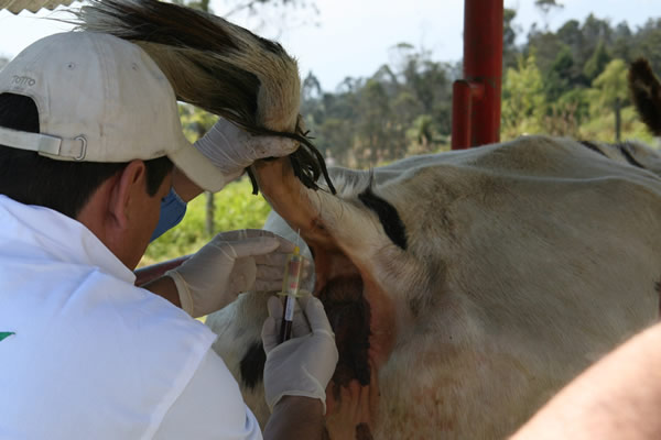 Requisitos para organismos de inspección en programas de brucelosis y tuberculosis bovina