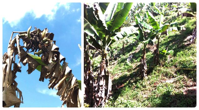 collage-foto-ICA-control-moko-platano.jpg