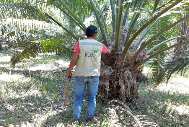 El ICA realiza vigilancia fitosanitaria a 12.298 hectáreas de palma de aceite