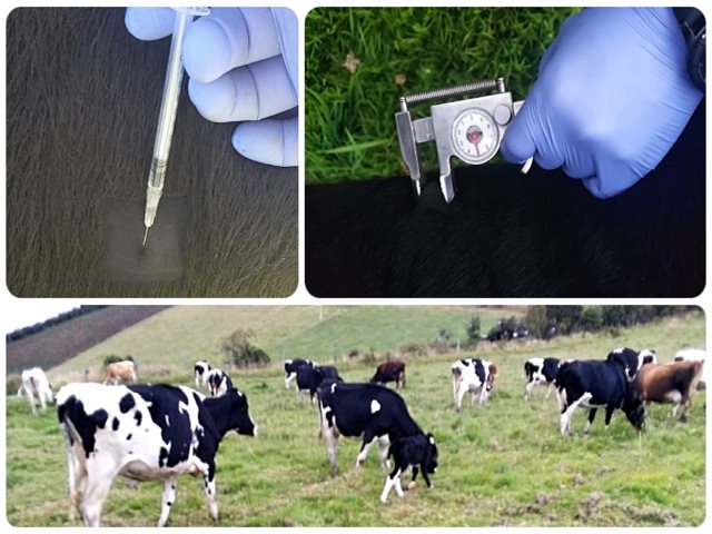  En Nariño, ganaderos certifican sus predios como libres de tuberculosis bovina