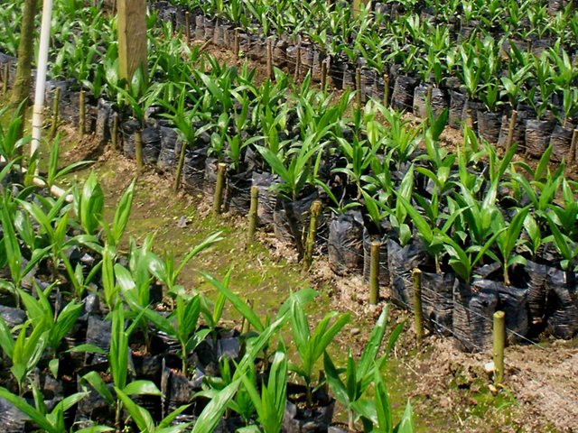 El ICA pone en consulta pública resolución que establece las medidas sanitarias del cultivo de palma de aceite