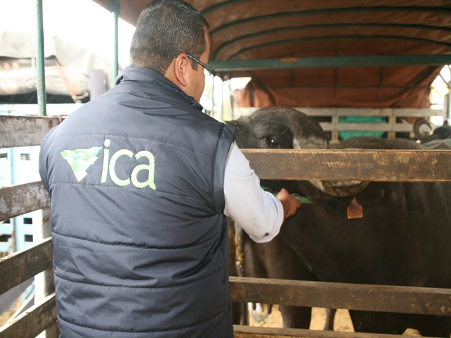 Plan de acción en frontera con Ecuador para evitar el ingreso de fiebre aftosa