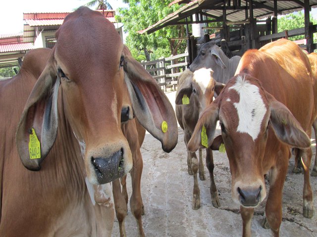 El ICA mantendrá en consulta pública proyecto sobre autorización a predios productores de  animales con destino al sacrificio para consumo humano   