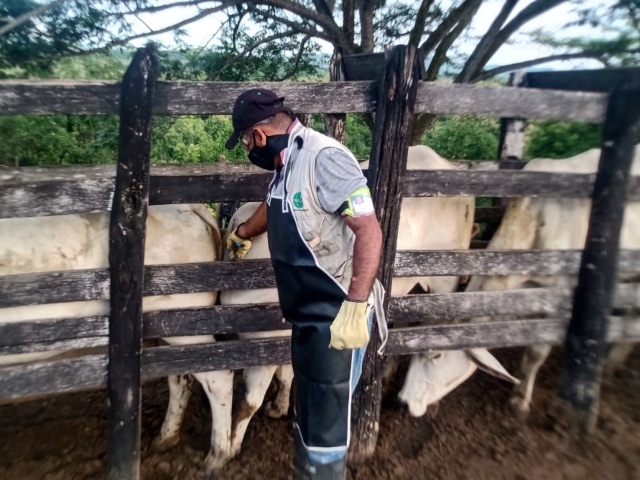 Avanza el ciclo de vacunación contra la fiebre aftosa y la brucelosis bovina en Caquetá