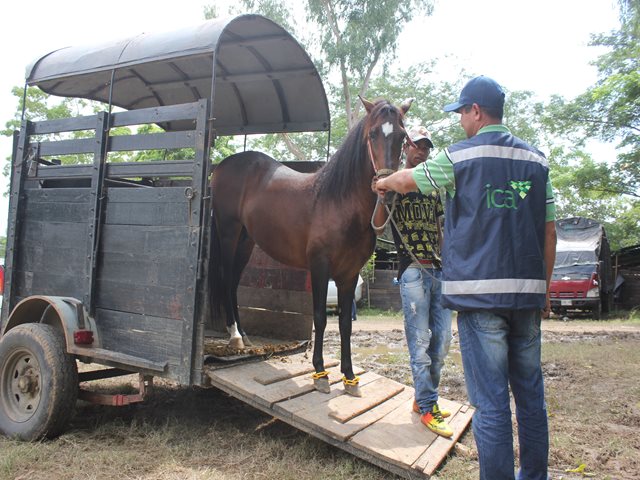 Équidos de 9 municipios del Atlántico  fueron vacunados contra encefalitis equina venezolana 