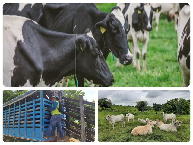 El ICA establece medidas sanitarias para la prevención y control de la brucelosis bovina