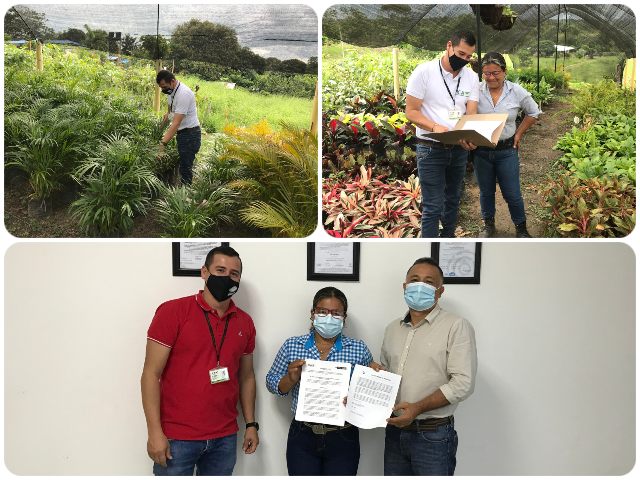 El ICA en Guaviare realiza visitas fitosanitarias a productores de material vegetal de propagación
