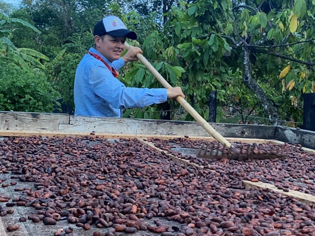 El ICA verifica cumplimiento de buenas prácticas en cultivos de cacao en el Huila 