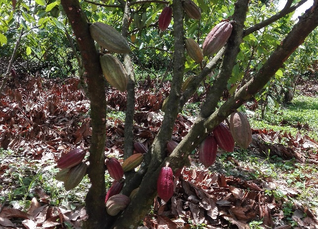 El Casanare, libre de carmenta negra en los cultivos de cacao