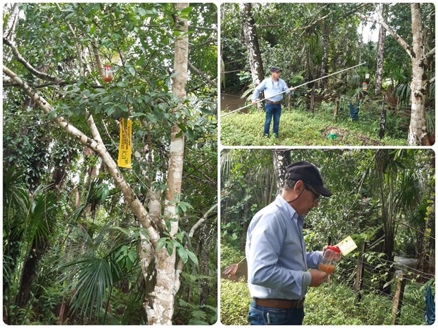 El ICA realiza seguimiento al Plan Nacional de la Mosca de la Fruta (PNMF) en el Amazonas