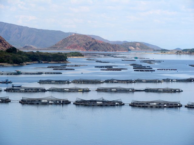 El ICA establece medida de prevención sanitaria por mortandad de peces en la represa de Betania