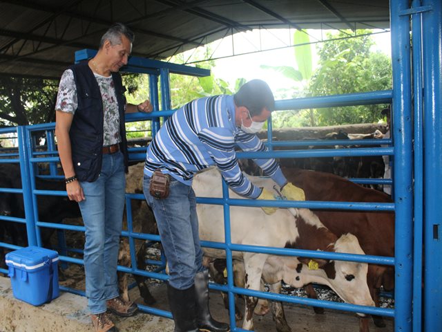 El Huila se prepara para el primer ciclo de vacunación contra la fiebre aftosa del 2018
