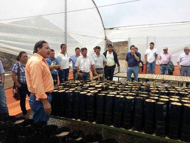Productores se preparan para exportar aguacate hass 